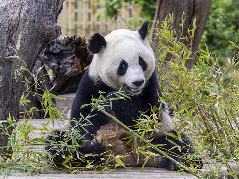 Jin-Xi, macho de oso panda