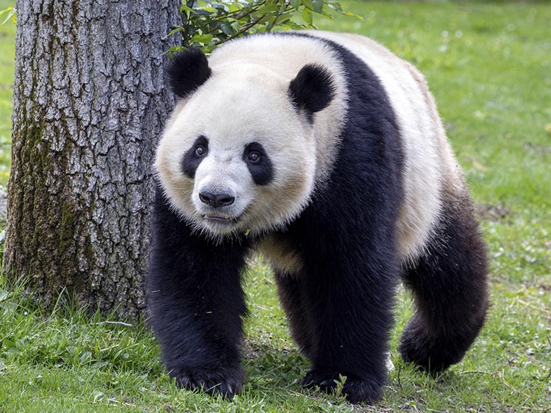 Jin-Xi, macho de oso panda