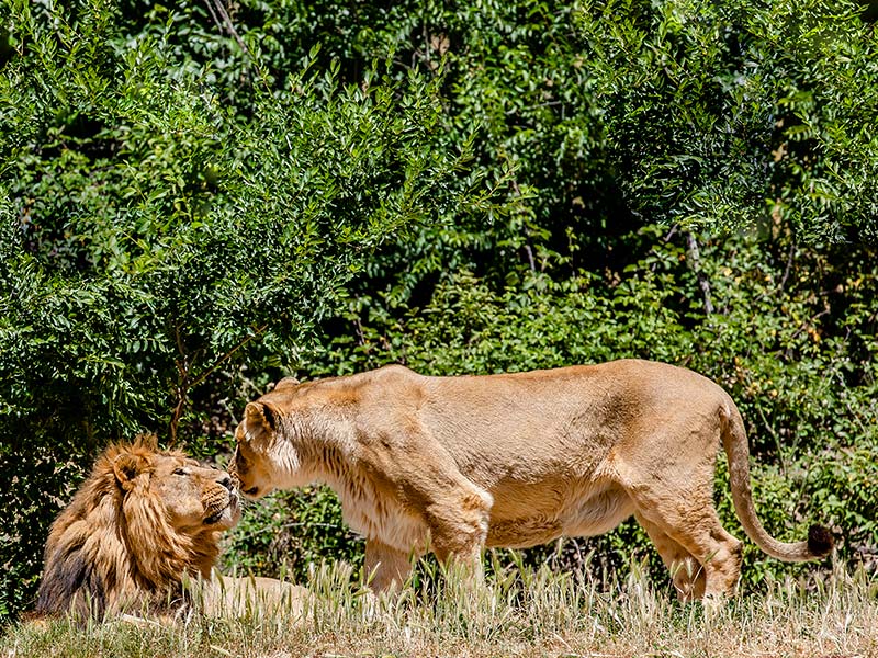Kira y Kuvam Zoo Aquarium de Madrid