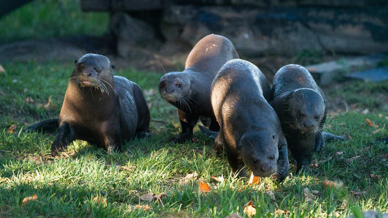 Inauguración de la XXII Semana de la Ciencia y la Innovación de la Comunidad de Madrid en Zoo